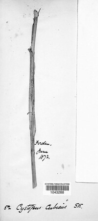 Cystopus cubicus image